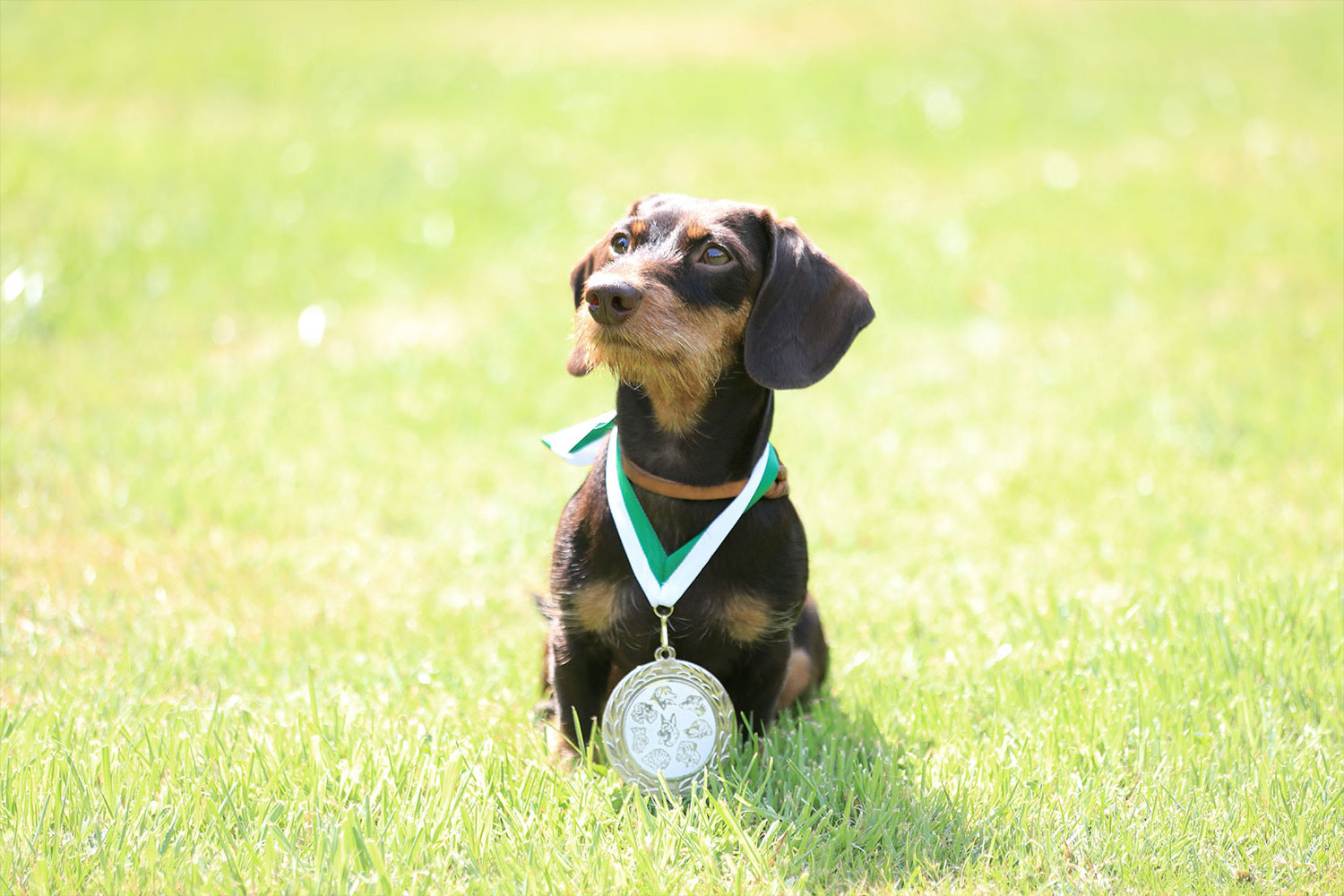 Castrop-Rauxel Fotograf Hundefotografie, Fotografin Sarah Jabs