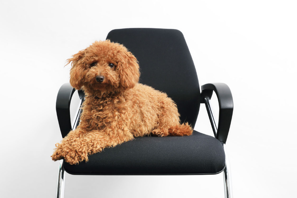 Fotograf Tierfotografie Wülfrath, Fotograf Sarah Jabs